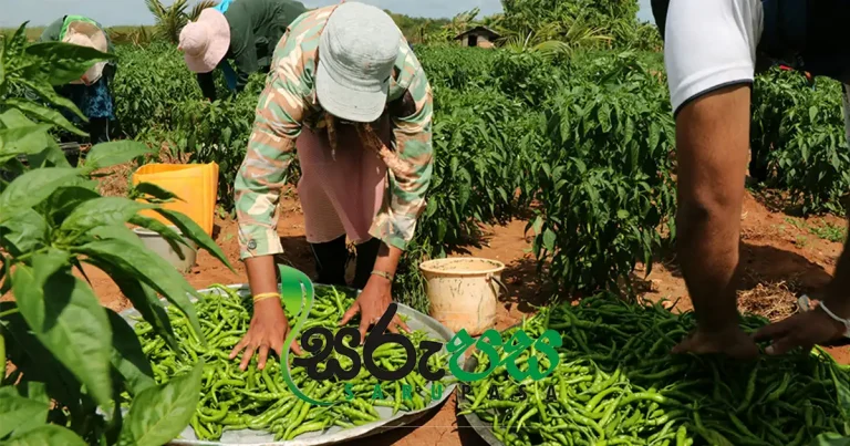 Srilanka Chile Harvest srilanka lowest price in sarupsa.lk