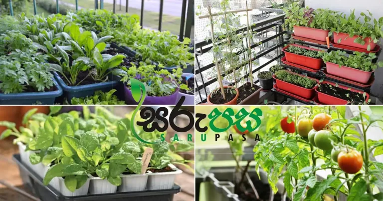 Srilanka Vegetable lowest price in sarupsa.lk