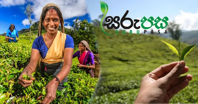 Srilanka-tea-plucker-1024x538
